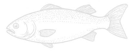 Branzino stilizzato